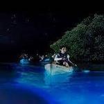 Bio Bay Kayaks