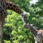 Pittsburgh Zoo & Aquarium