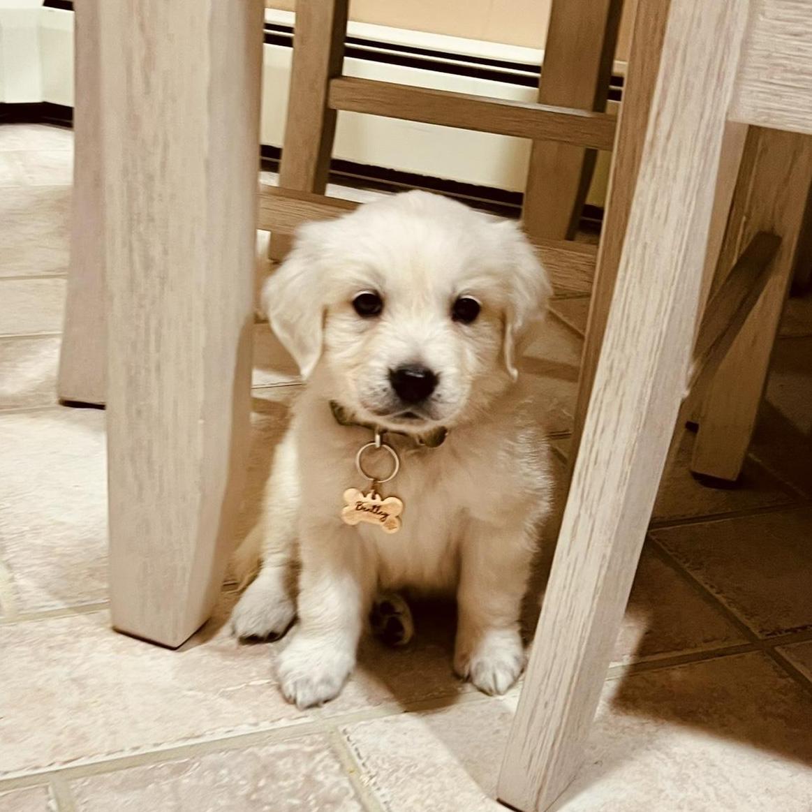We adopted our Bentley 2025!
