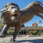 Meet the animals at the San Diego Zoo
