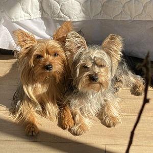 Un año de treats para Cotuzi & Rocket