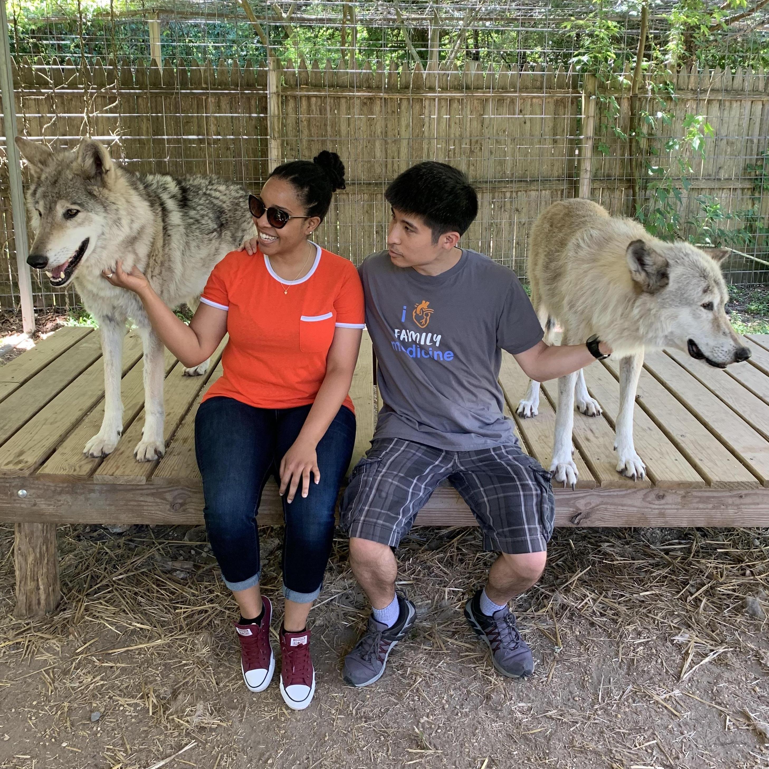 Meeting the wolf dogs at the sanctuary