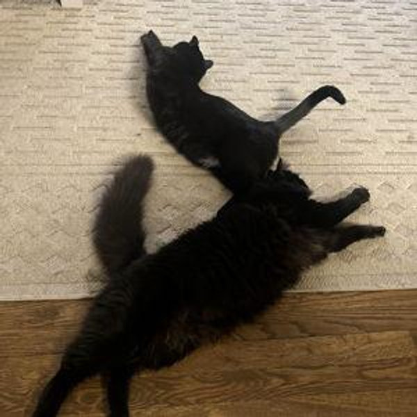 Chip and Fluff Fund