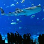 Georgia Aquarium