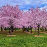 Centennial Park