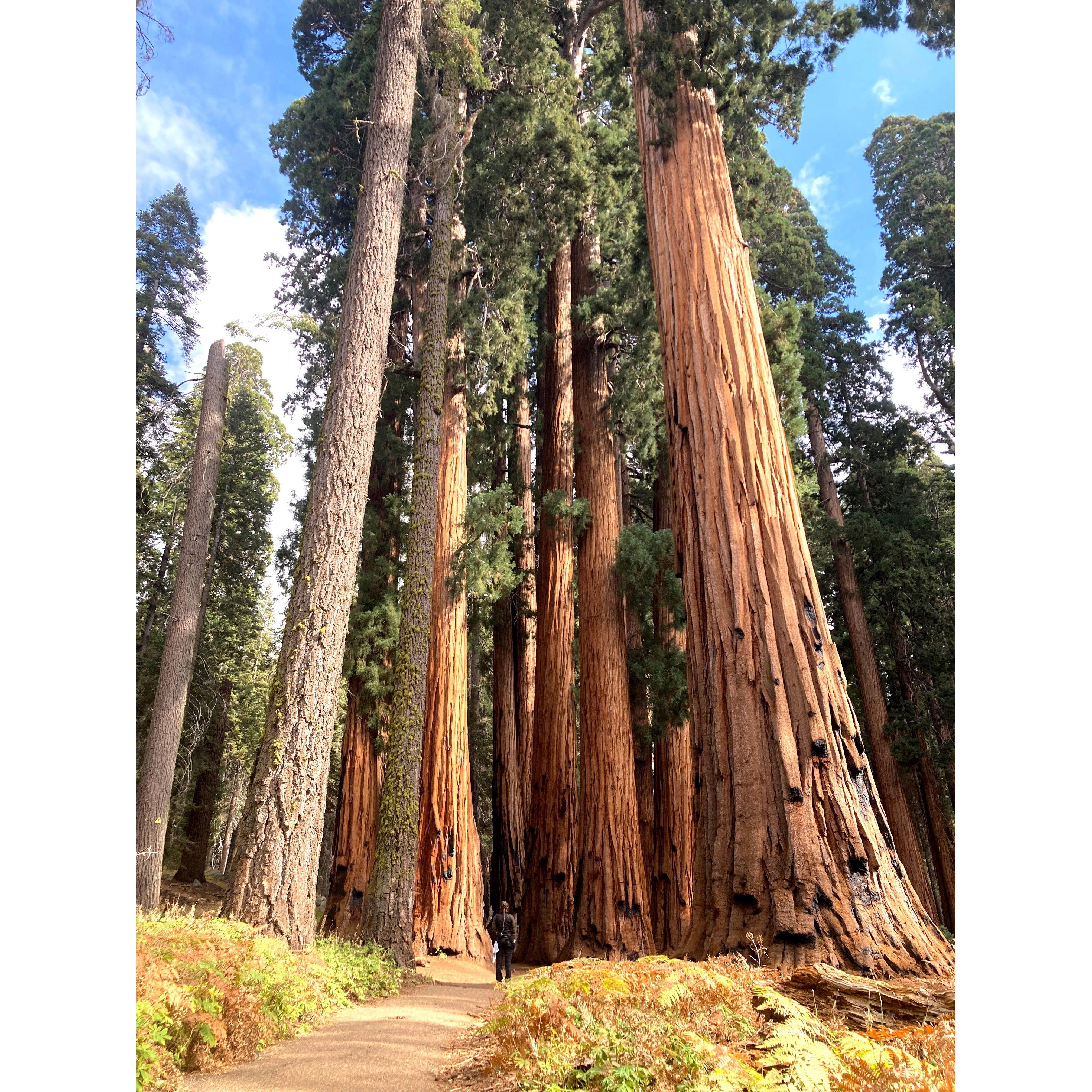Sequoia National Park (look for Alicia for scale)