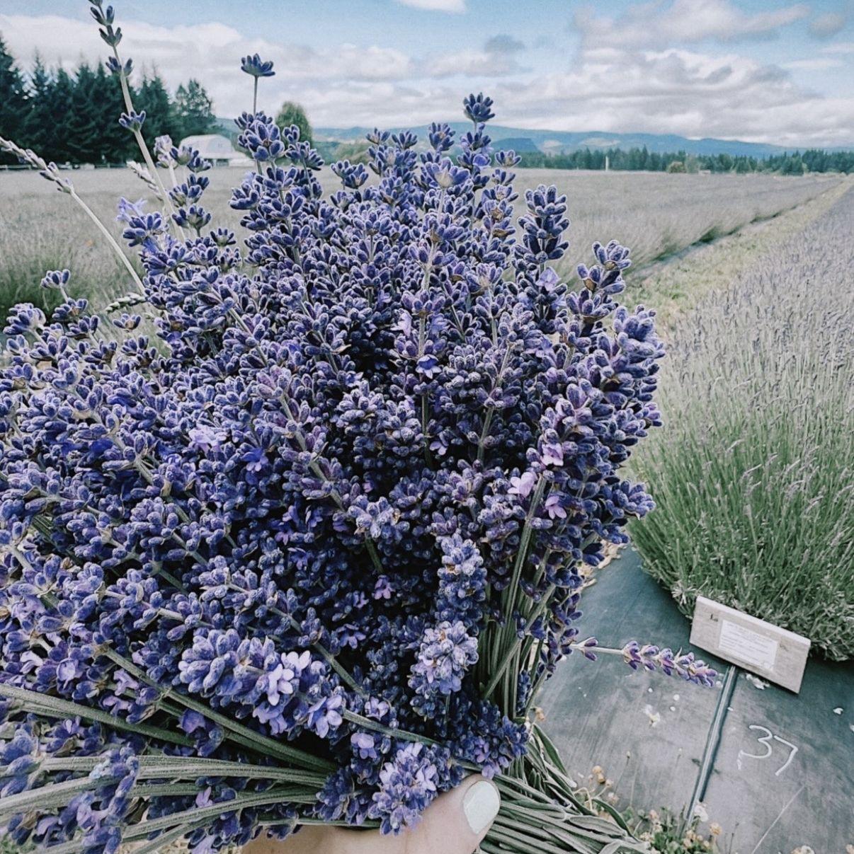 Lavender Picking, Mt. Hood
