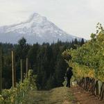 Phelps Creek Vineyards