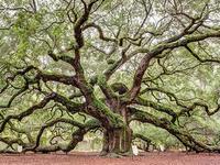 Angel Oak Tree