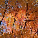 Cantigny Park