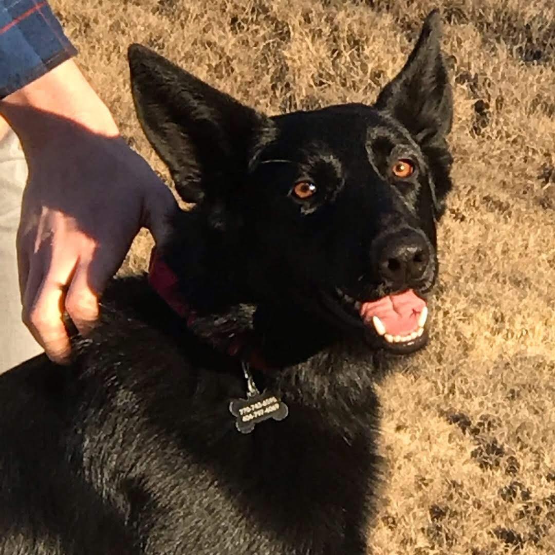 My Beautiful German Shephard. Windsongs Champagne and caviar a.k.a "Charli"