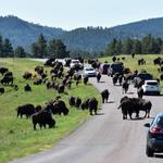 Wildlife Loop Road