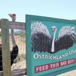 Ostrichland USA