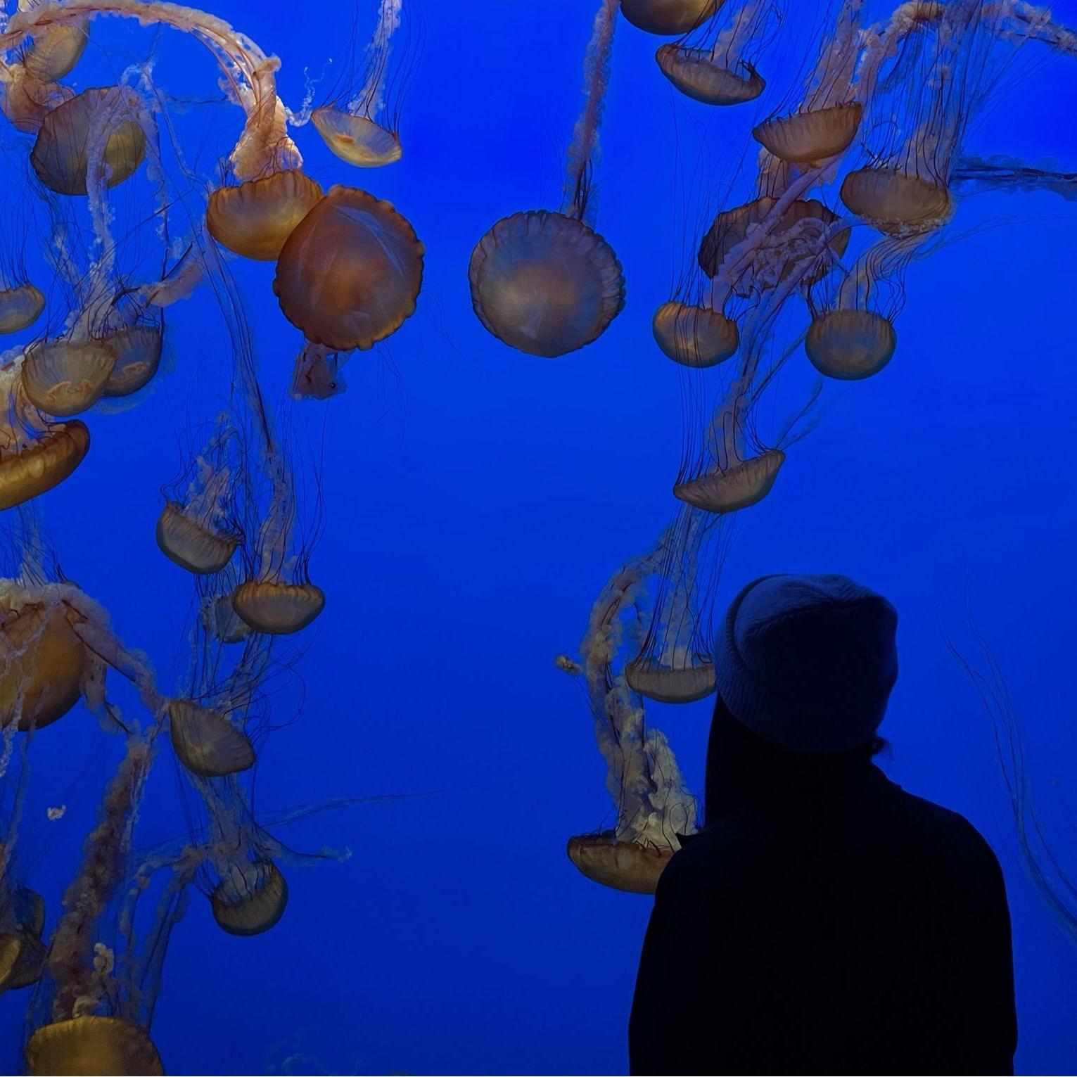 Aubrey at the Monterey Bay Aquarium on our road trip back from Portland.