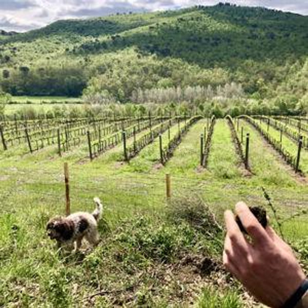 Truffle Hunting in Tuscany (with Dogs)