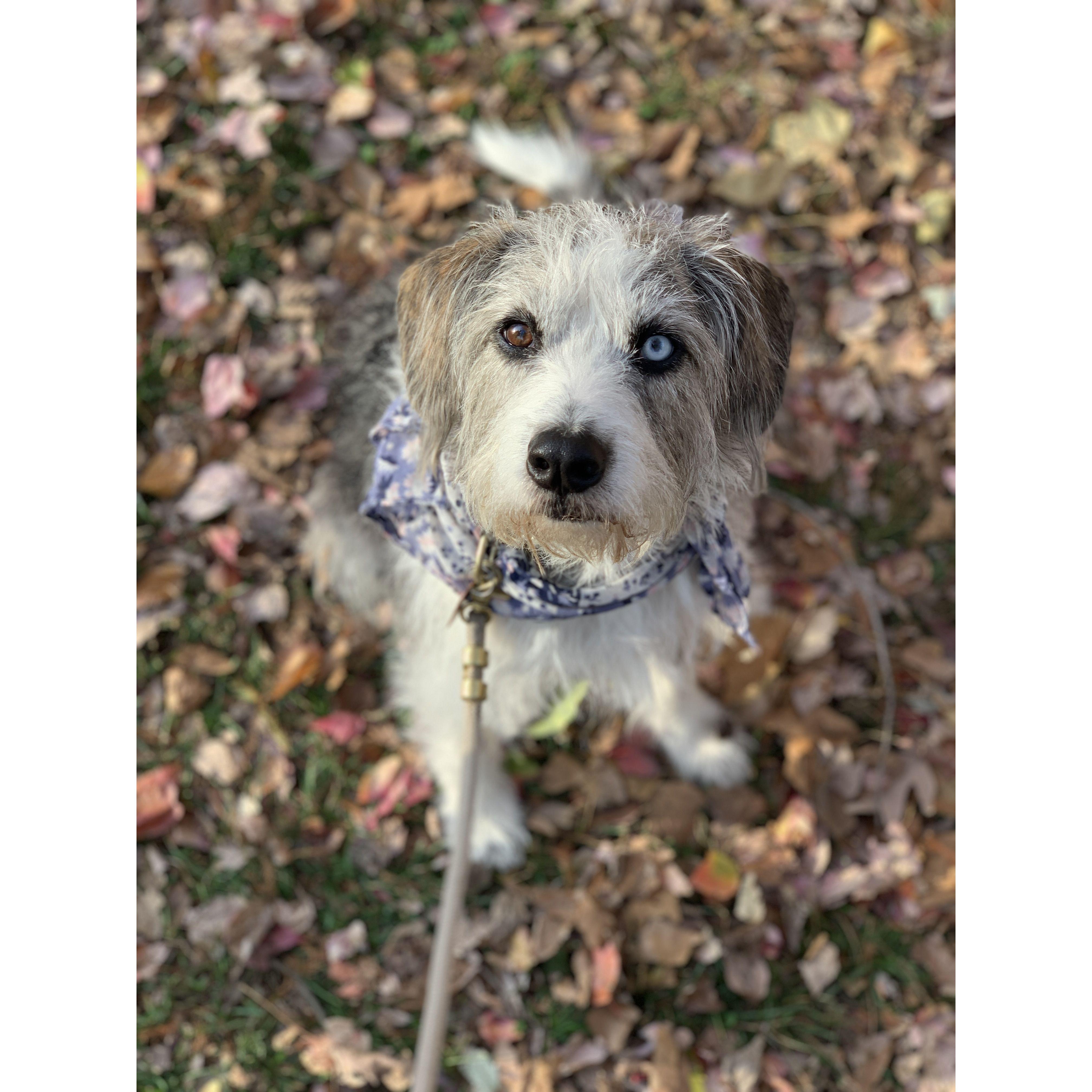 Adopted from the Humane Society in Minnesota, Lupine was named after the purple wild flower before she turned into this scruffy little grandpa puppy. Katey's best hiking buddy.