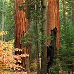 Sequoia & Kings Canyon National Parks