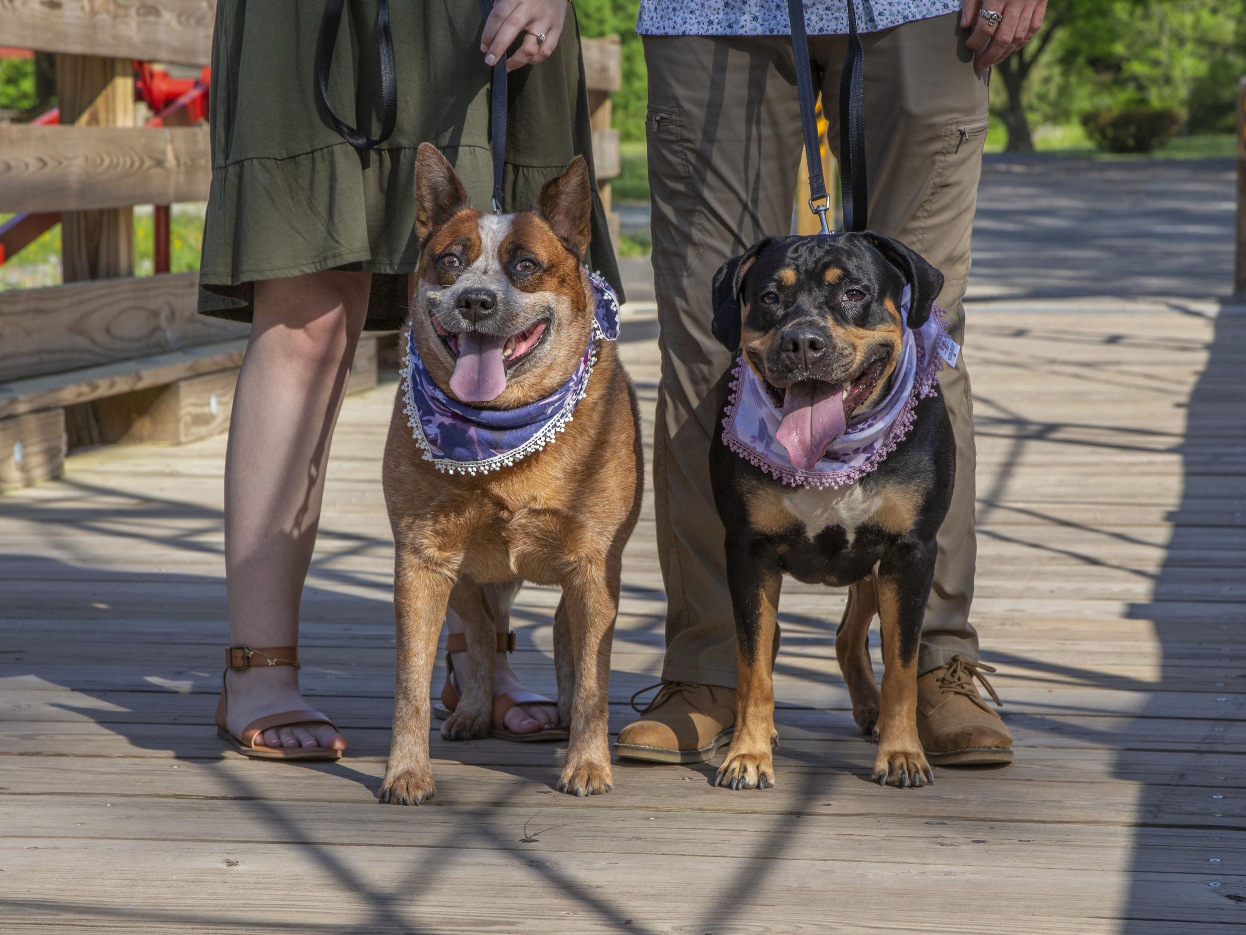 The Wedding Website of Corina Carpenter and Quinlan Stevenson