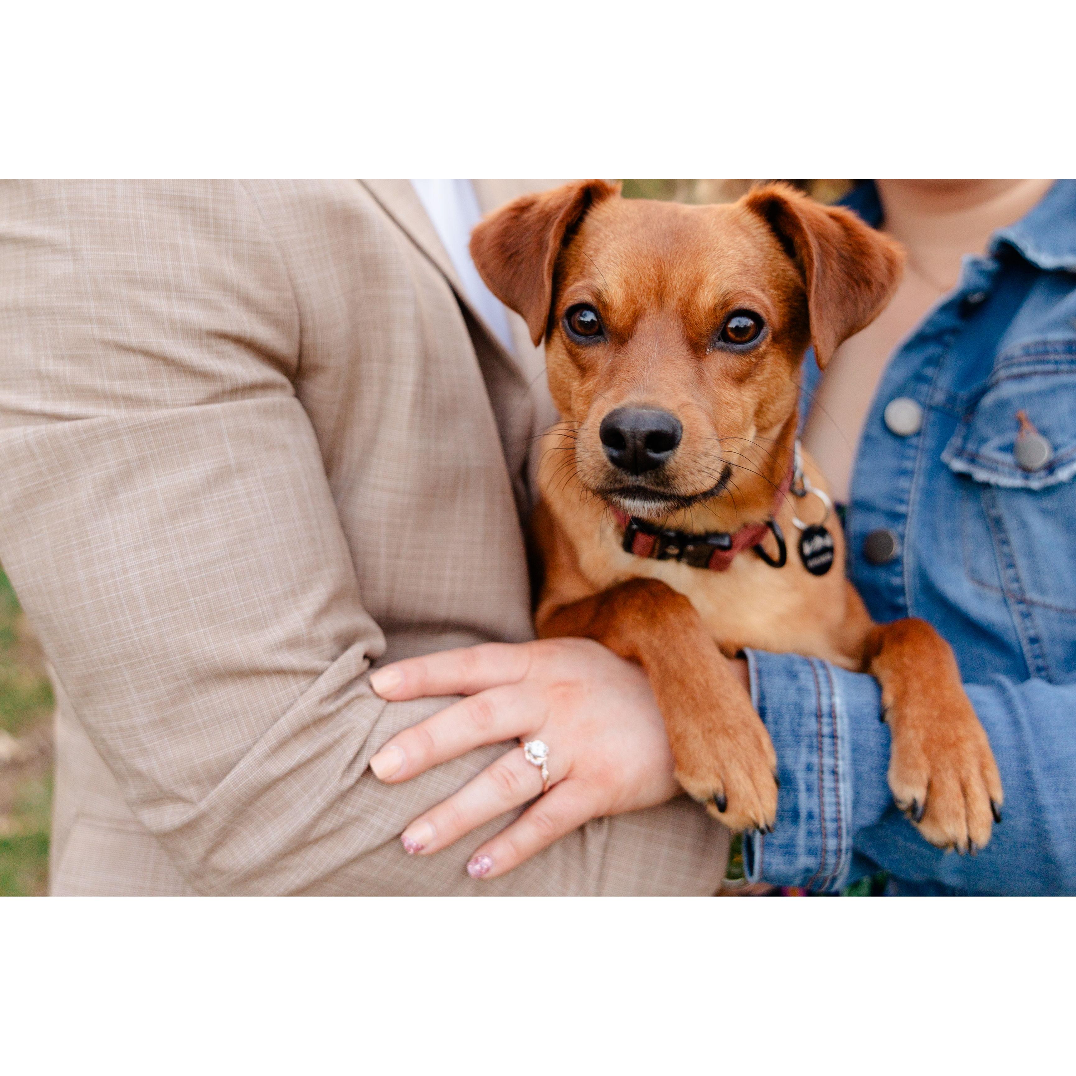 Avalanche is Frank & Lindsey's 1st pup together. Male, Chi Pin Mix, 1 Year Old.