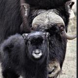 The Musk Ox Farm