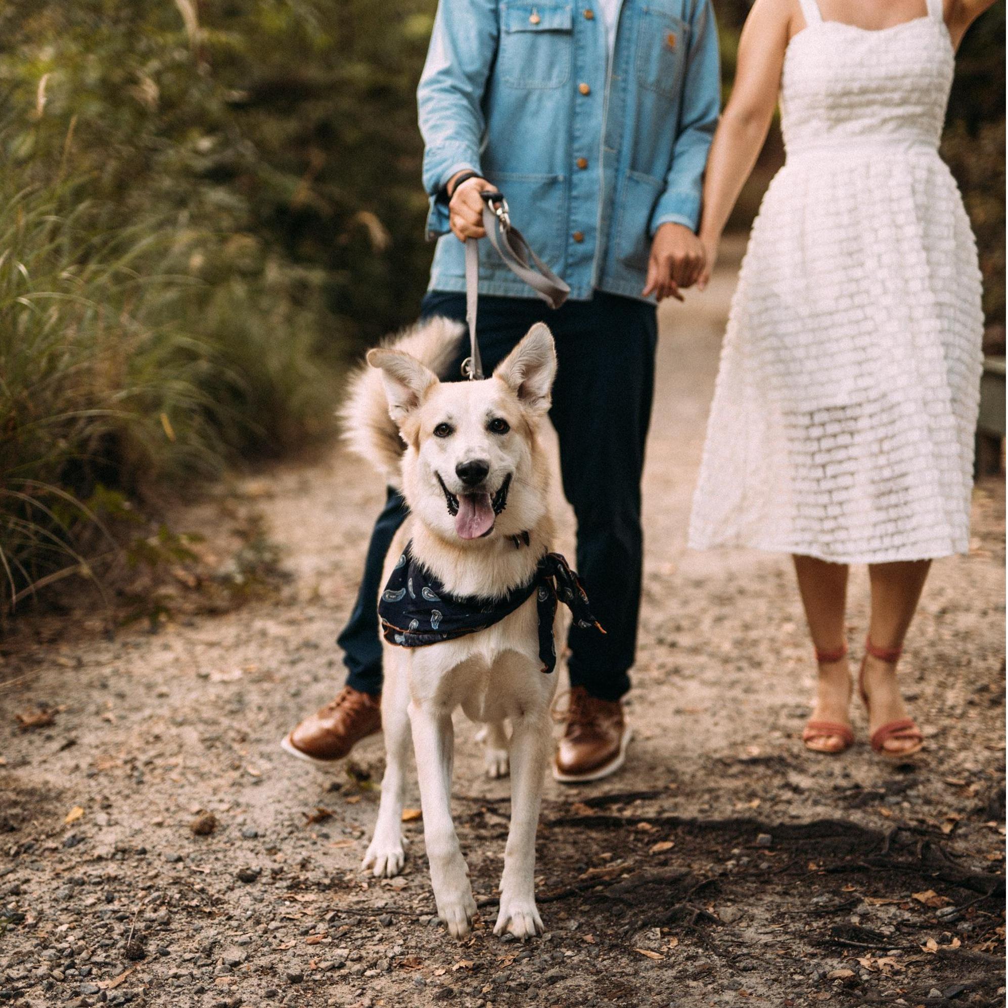Juno is part German Shepherd, part Great Pyrenees.