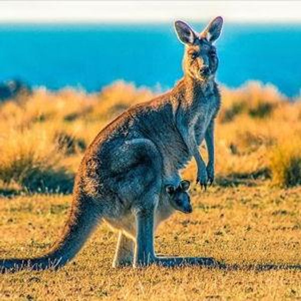 Visit to a Kangaroo Sanctuary