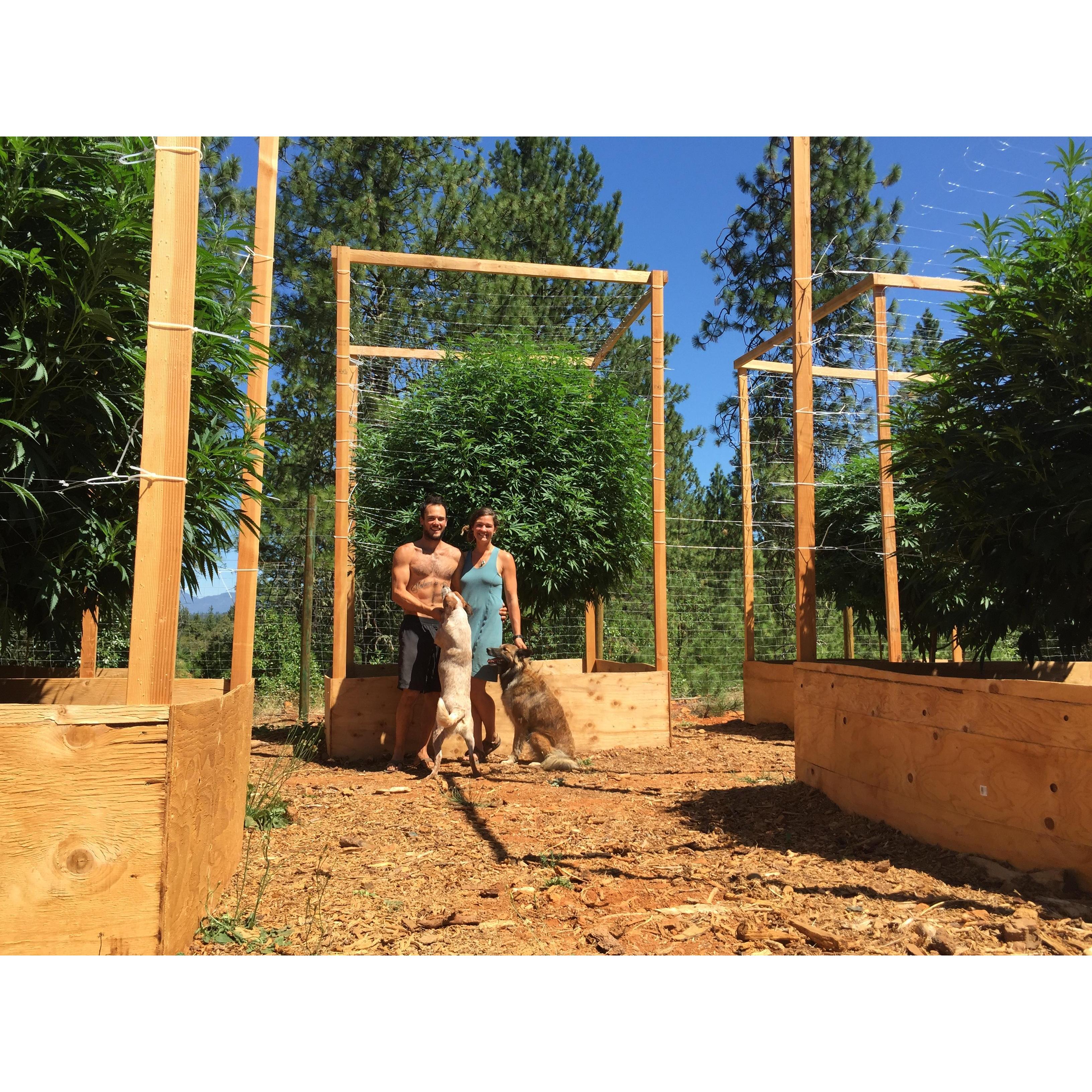 D&D with L&R in their outdoor cannabis garden.