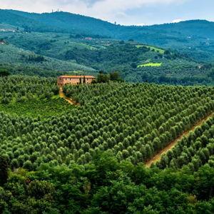 One Night Stay on Italian Olive Farm