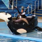 SeaWorld San Antonio