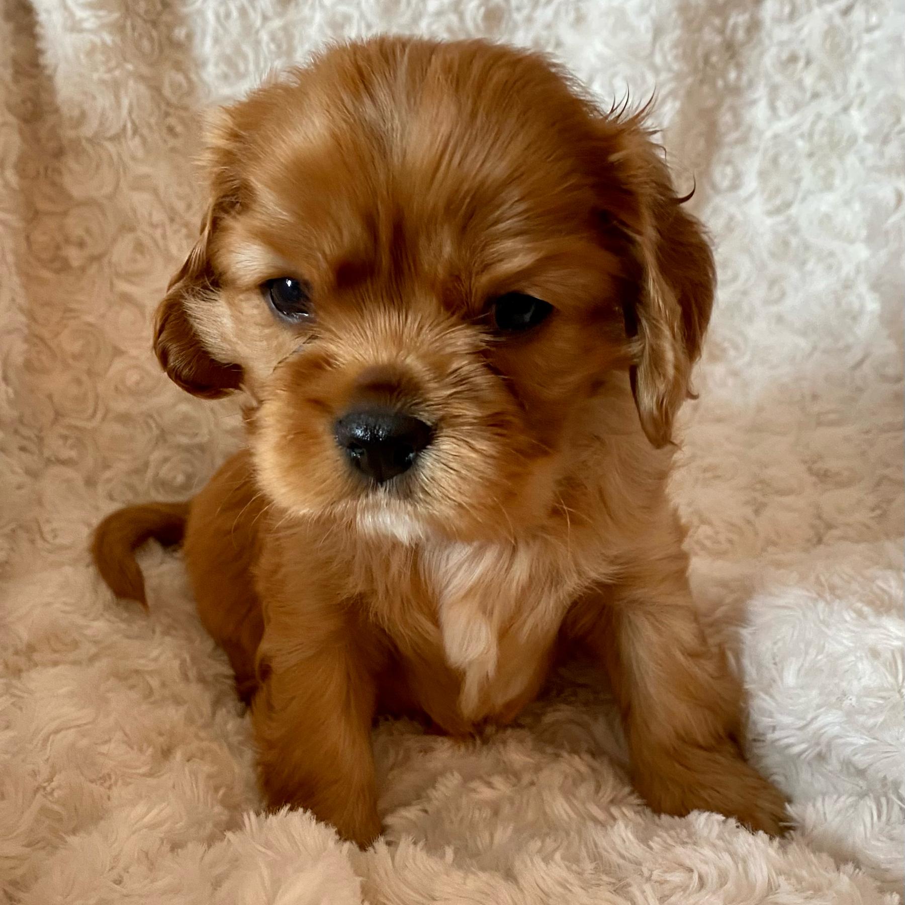 Pet Hotel For Our Honeymoon