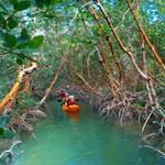 Mangroves & Manatees Kayak Adventure