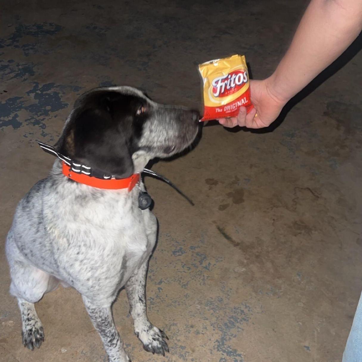 Eli has always said that sometimes Crockett smells like Fritos, so we came up with the joke that he works shifts in the Frito factory at night. This is the man himself with his product.