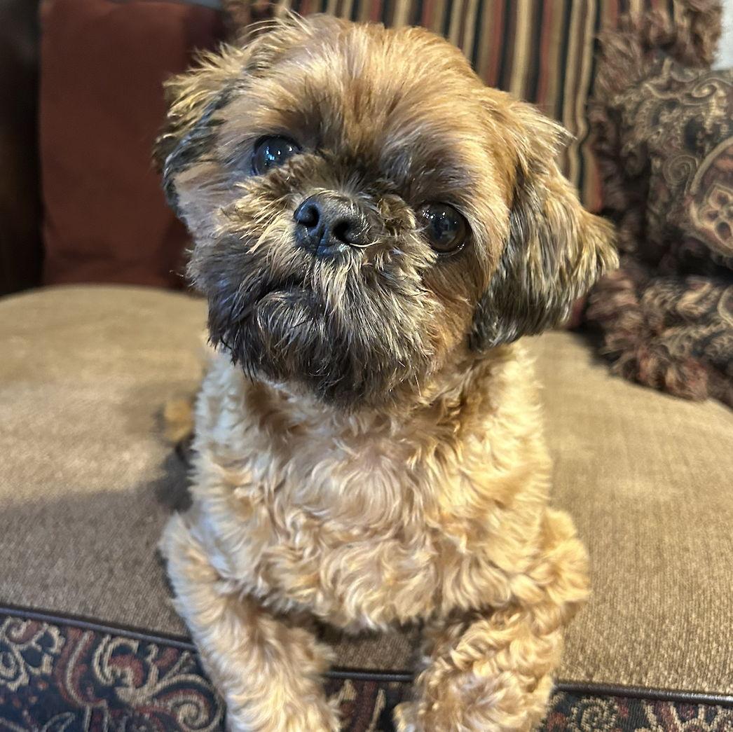 Jonny's dog - Rocky
