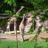 Oregon Zoo