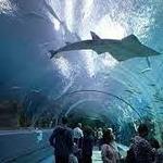 Georgia Aquarium