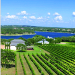 Stone House Vineyard