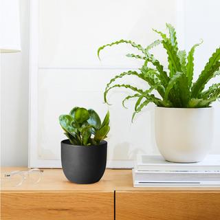 Peperomia Obtusfolia