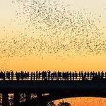Congress Avenue Bridge