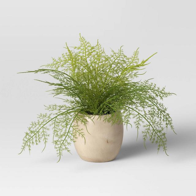 Sm Asparagus Fern - Threshold™
