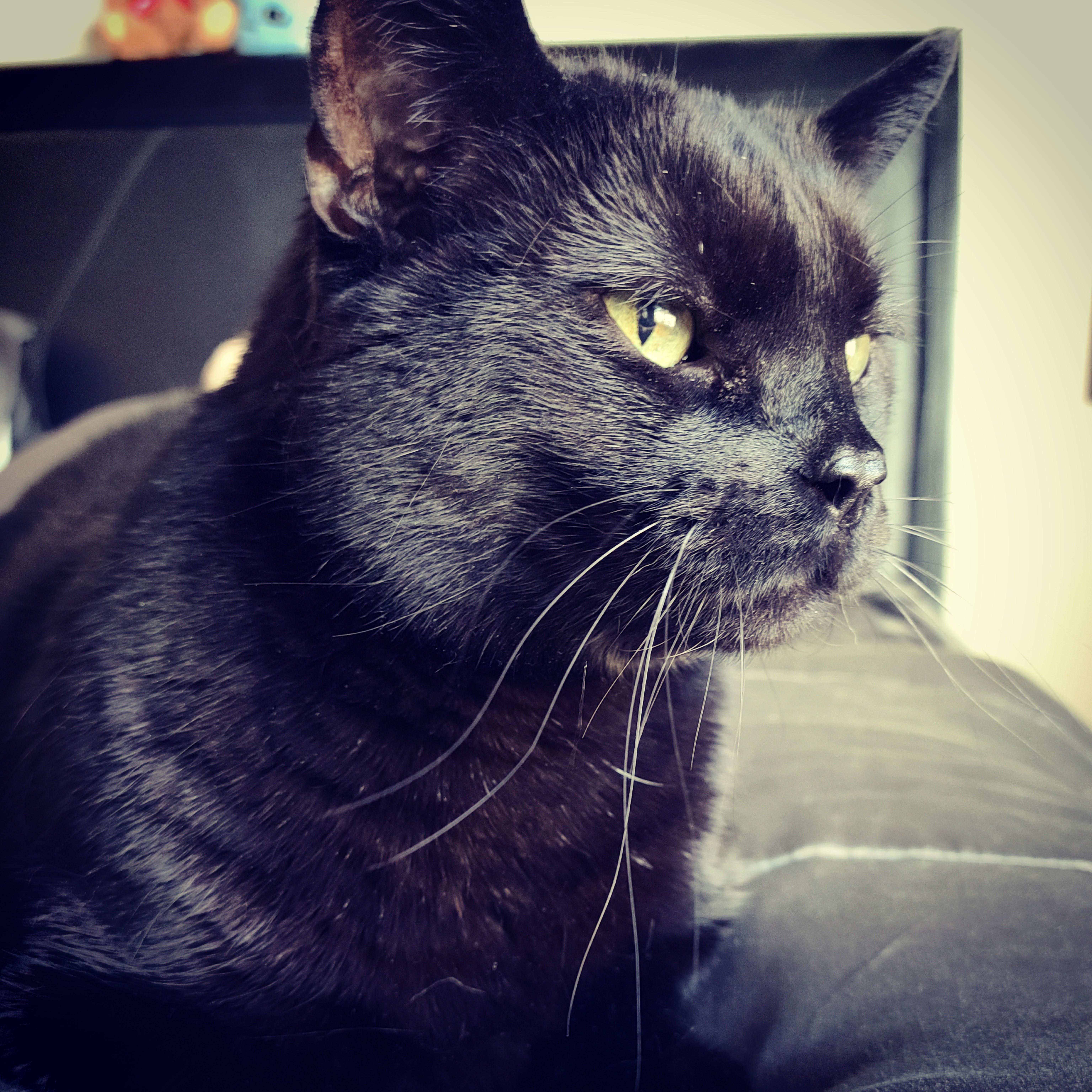Our beloved Pow cat.