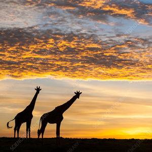 Safari Honeymoon Fund - Venmo (No Fees)