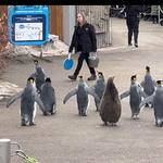 Wilder Institute/Calgary Zoo