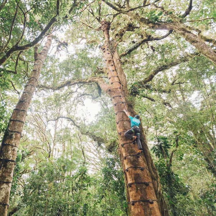 Monteverde Tree Climbing Experience