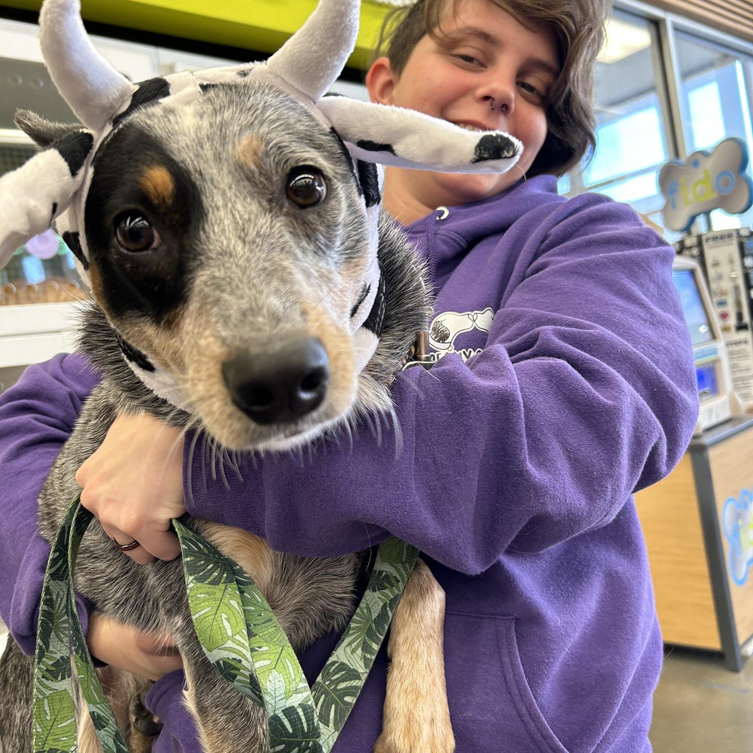 Our Halloween cow!