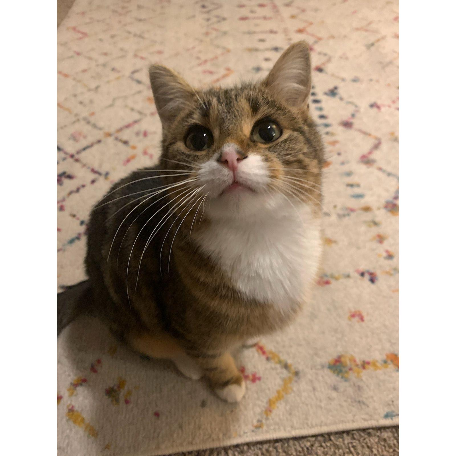 One of our first pictures of our chaotic meow cat, Mitzi