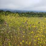 Windy Hill Open Space Preserve