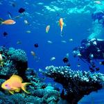 Scuba Diving