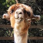 Drink a cold one with a Llama