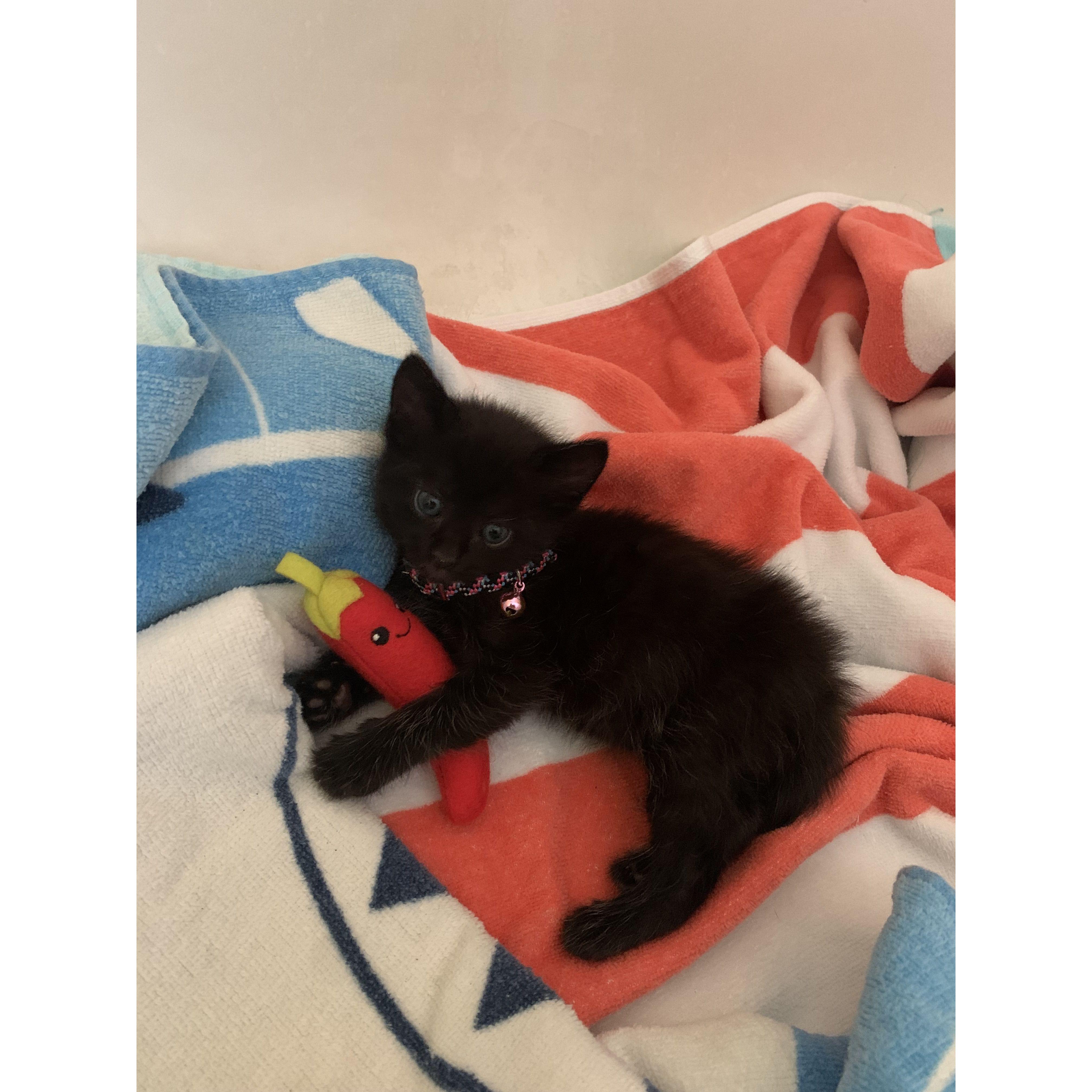 When we first found our little shadow