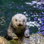 Shedd Aquarium